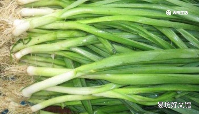 新鲜蒜苗怎么长期保存 新鲜蒜苗保存方法