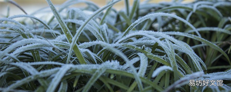 霜降代表性植物有哪些 哪些植物能挨过严霜