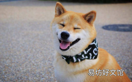 如何看柴犬是不是純種