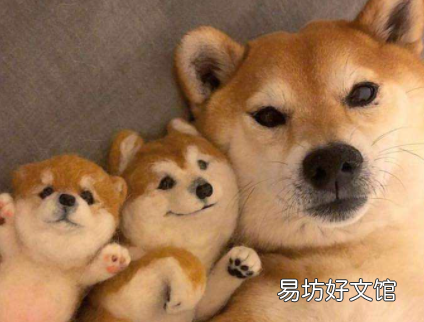 如何看柴犬是不是純種