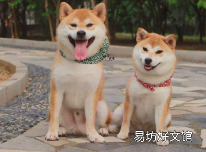 如何看柴犬是不是純種