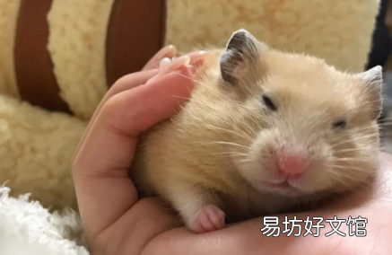 仓鼠嘴张开然后死了是因为什么