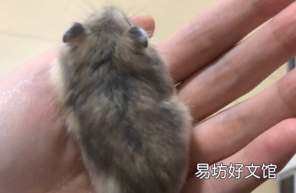 仓鼠嘴张开然后死了是因为什么