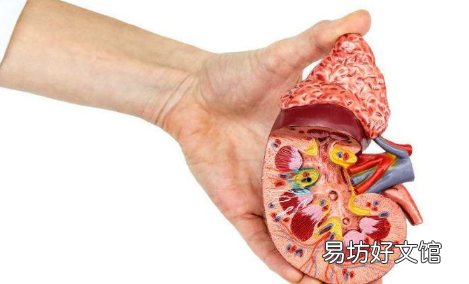 减肥引起的尿酸高会自愈吗