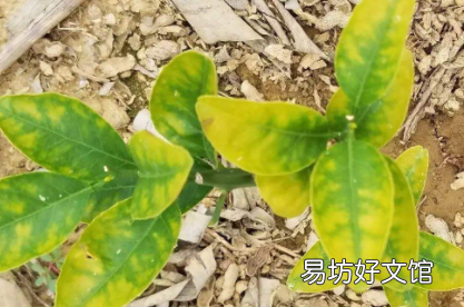 复合肥烧根怎么治