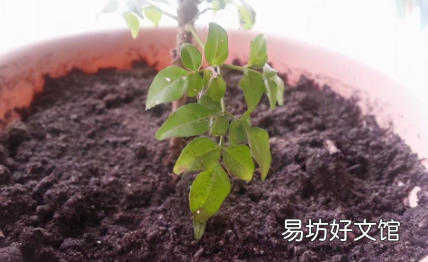 复合肥烧根怎么治