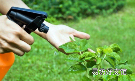 敌敌畏烧叶子怎么解药害