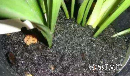 敌敌畏烧叶子怎么解药害