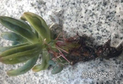 植物烂根后的土壤还能用吗