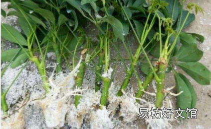 生根粉水泡过以后还有用吗