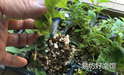 生根粉水泡过以后还有用吗