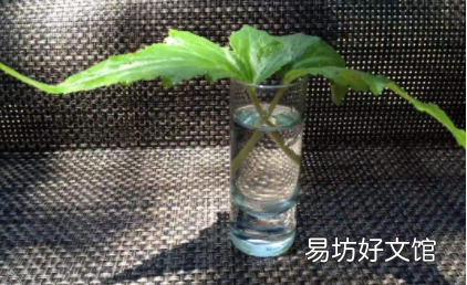 生根粉水泡过以后还有用吗