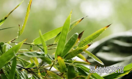 白露是几月份的节气2022