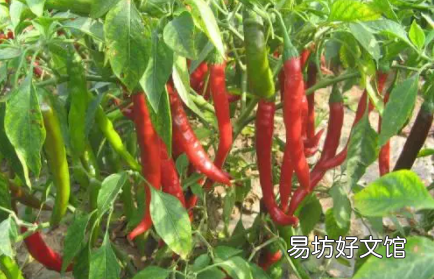 秋冬种的辣椒为啥产量低