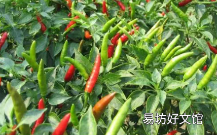 秋冬种的辣椒为啥产量低