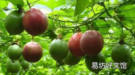 百香果秋种什么时候开始