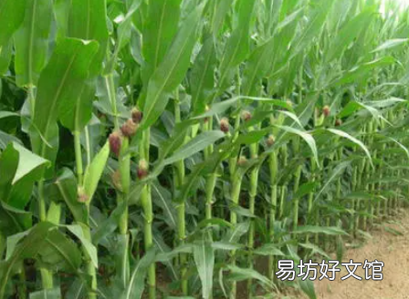玉米果穗不满尖怎么办