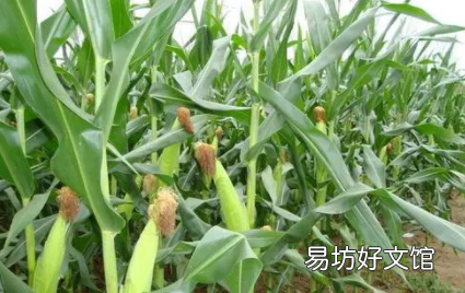 玉米果穗不满尖怎么办