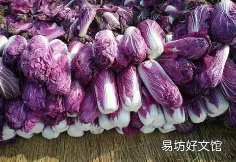 秋天种紫白菜成活率高吗
