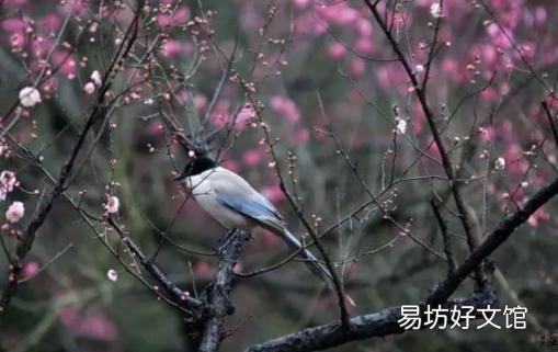 2022年躲春的时候可以做什么