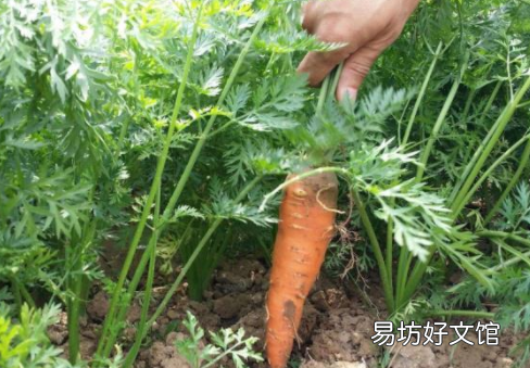 几月份种植胡萝卜最好