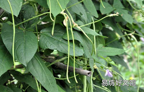 立秋后可以种豆角吗