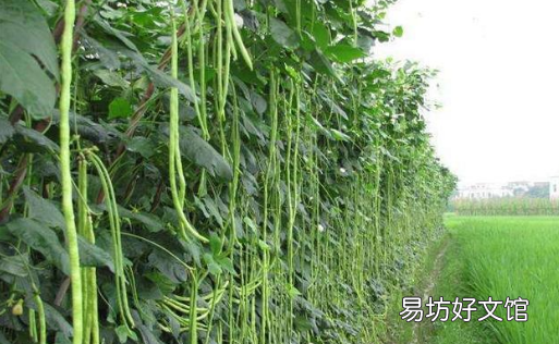 立秋后可以种豆角吗