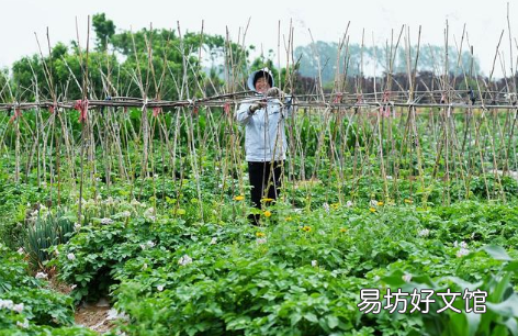 立秋后可以种豆角吗