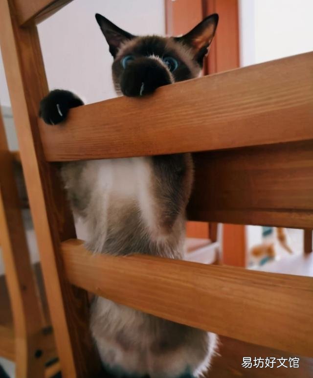为什么养暹罗猫的人少(暹罗猫为什么很少人养)