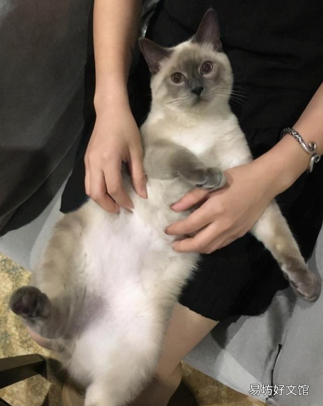 为什么养暹罗猫的人少(暹罗猫为什么很少人养)