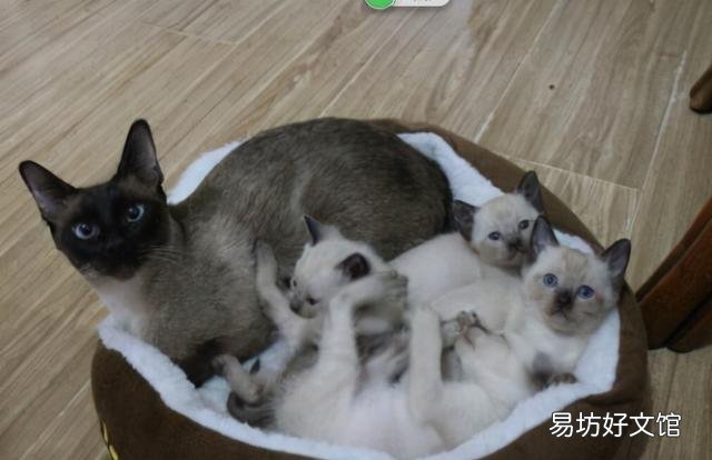 为什么养暹罗猫的人少(暹罗猫为什么很少人养)