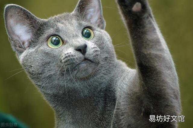 东方短毛猫多少钱一只(纯种东方短毛猫多少钱一只)