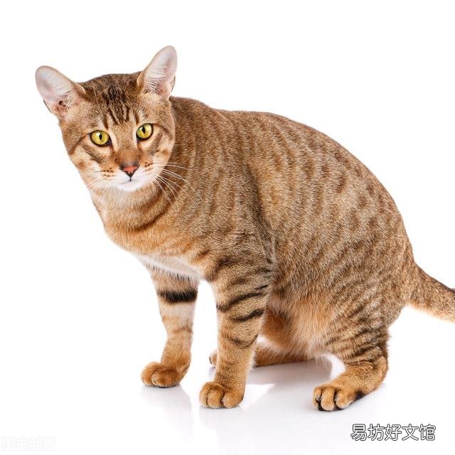 东方短毛猫多少钱一只(纯种东方短毛猫多少钱一只)