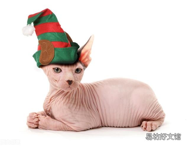 东方短毛猫多少钱一只(纯种东方短毛猫多少钱一只)