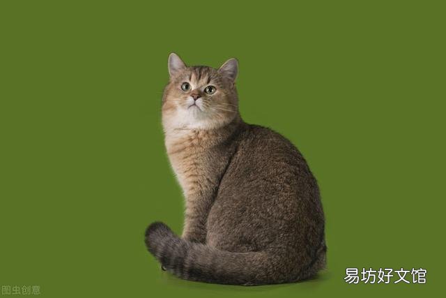 东方短毛猫多少钱一只(纯种东方短毛猫多少钱一只)