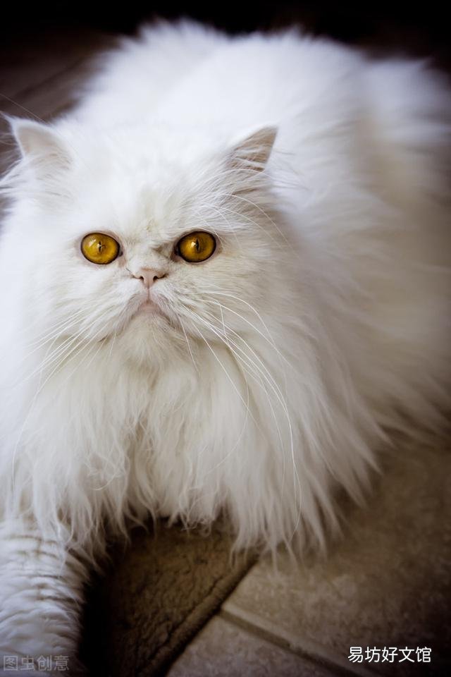 东方短毛猫多少钱一只(纯种东方短毛猫多少钱一只)