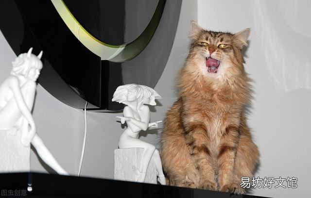 东方短毛猫多少钱一只(纯种东方短毛猫多少钱一只)