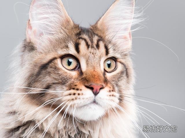东方短毛猫多少钱一只(纯种东方短毛猫多少钱一只)