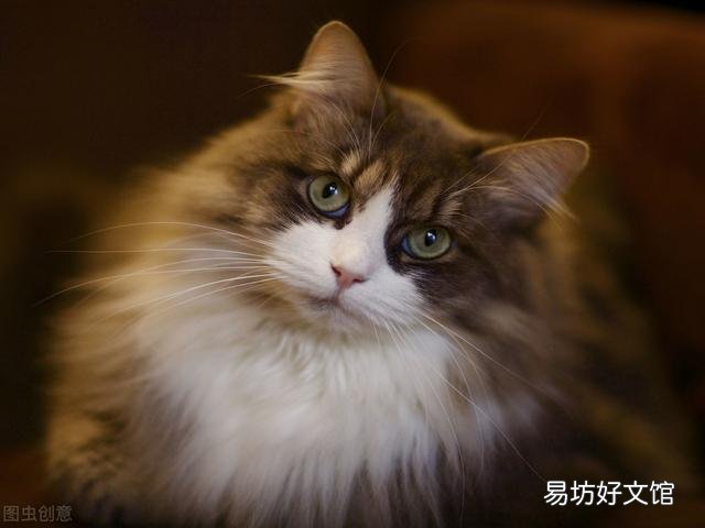 东方短毛猫多少钱一只(纯种东方短毛猫多少钱一只)