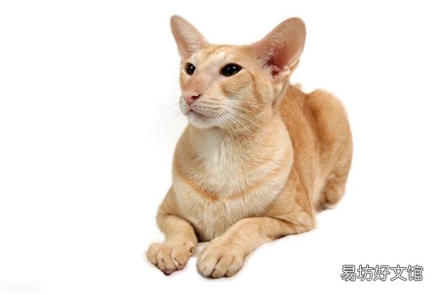 东方短毛猫多少钱一只(纯种东方短毛猫多少钱一只)