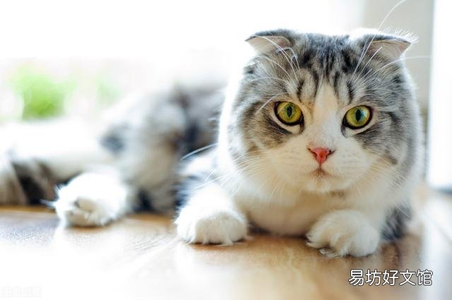 东方短毛猫多少钱一只(纯种东方短毛猫多少钱一只)