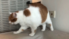猫爪子图片大全(猫爪子图片可爱)