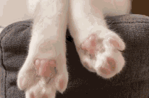 猫爪子图片大全(猫爪子图片可爱)