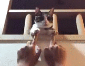 猫爪子图片大全(猫爪子图片可爱)