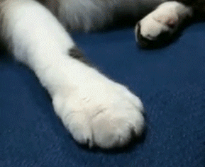 猫爪子图片大全(猫爪子图片可爱)