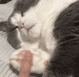 猫爪子图片大全(猫爪子图片可爱)