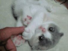 猫爪子图片大全(猫爪子图片可爱)
