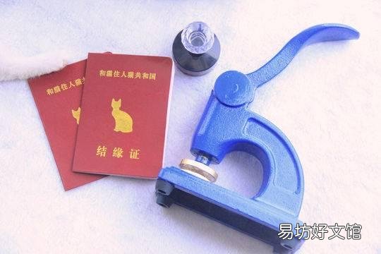 猫咪领养平台(猫咪领养平台有哪些)