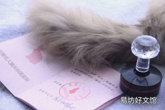 猫咪领养平台(猫咪领养平台有哪些)