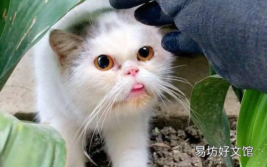 猫咪领养平台(猫咪领养平台有哪些)